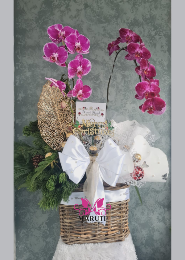 Christmas Hampers Orchid